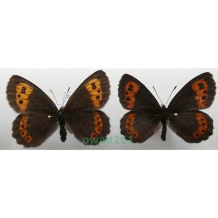 Erebia euryale (Esper, 1805) pair Czech4b